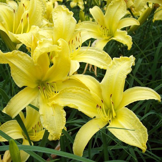 Hemerocallis &