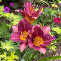 Purple d’Oro Reblooming Daylily