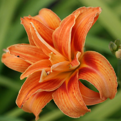 Hemerocallis Fulva Kwanso Double Orange Daylily