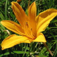 Hemerocallis 'Aztec Gold' Aztec Gold Daylily