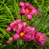 Hemerocallis Purple d’Oro Flowers