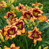 Hemerocallis Rainbow Rhythm 'Blazing Glory'