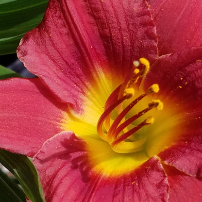 Daylily Cranberry Babies