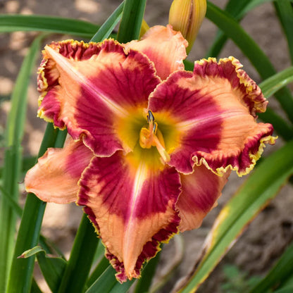 Hemerocallis Rainbow Rhythm &