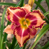 Hemerocallis Rainbow Rhythm 'Lake of Fire' - [EG]