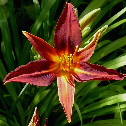 Sammy Russell Red Daylily Hemerocallis – Bright Red Flower
