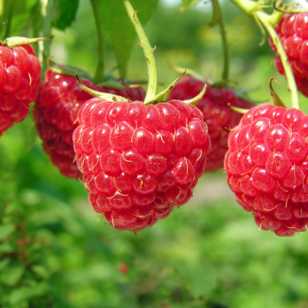 Heritage Raspberry Plant