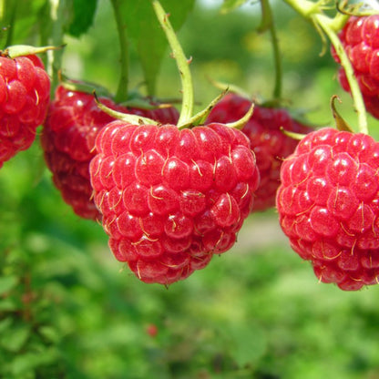 Heritage Raspberry Plant