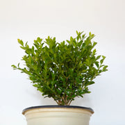 Better Boxwood Heritag