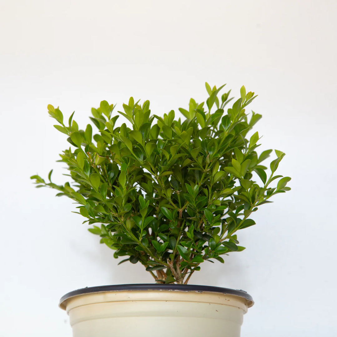 Better Boxwood Heritag