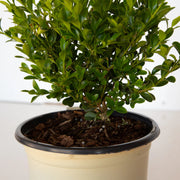 Better Boxwood Heritag