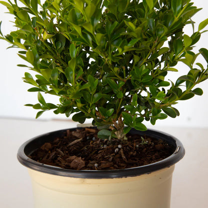Better Boxwood Heritag