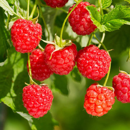 Heritage Raspberry Plant