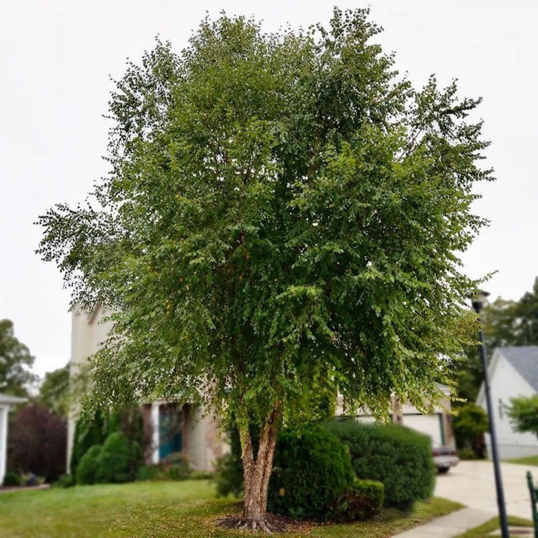 planting river birch near house Buy Heritage River Birch Plants & Trees Online