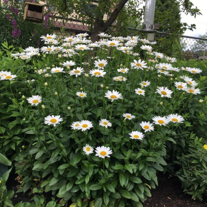 Alaska Shasta Daisy