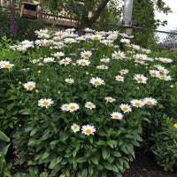 Alaska Shasta Daisy