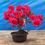 Bonsai Hershey Red Azalea (Live Plant) Indoor/Outdoor Plant