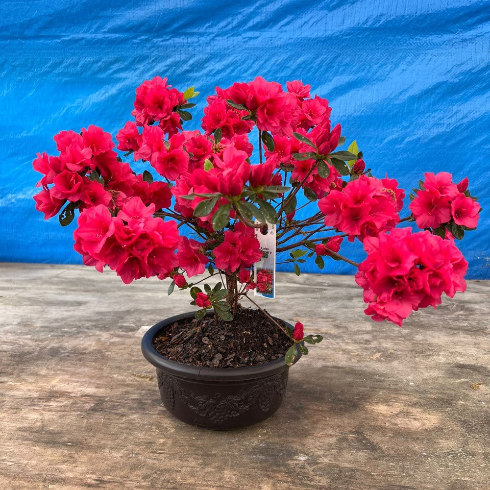 red flower bonsai tree Buy Online Hershey Red Azalea Bonsai (Live Plant) Indoor/Outdoor Plant