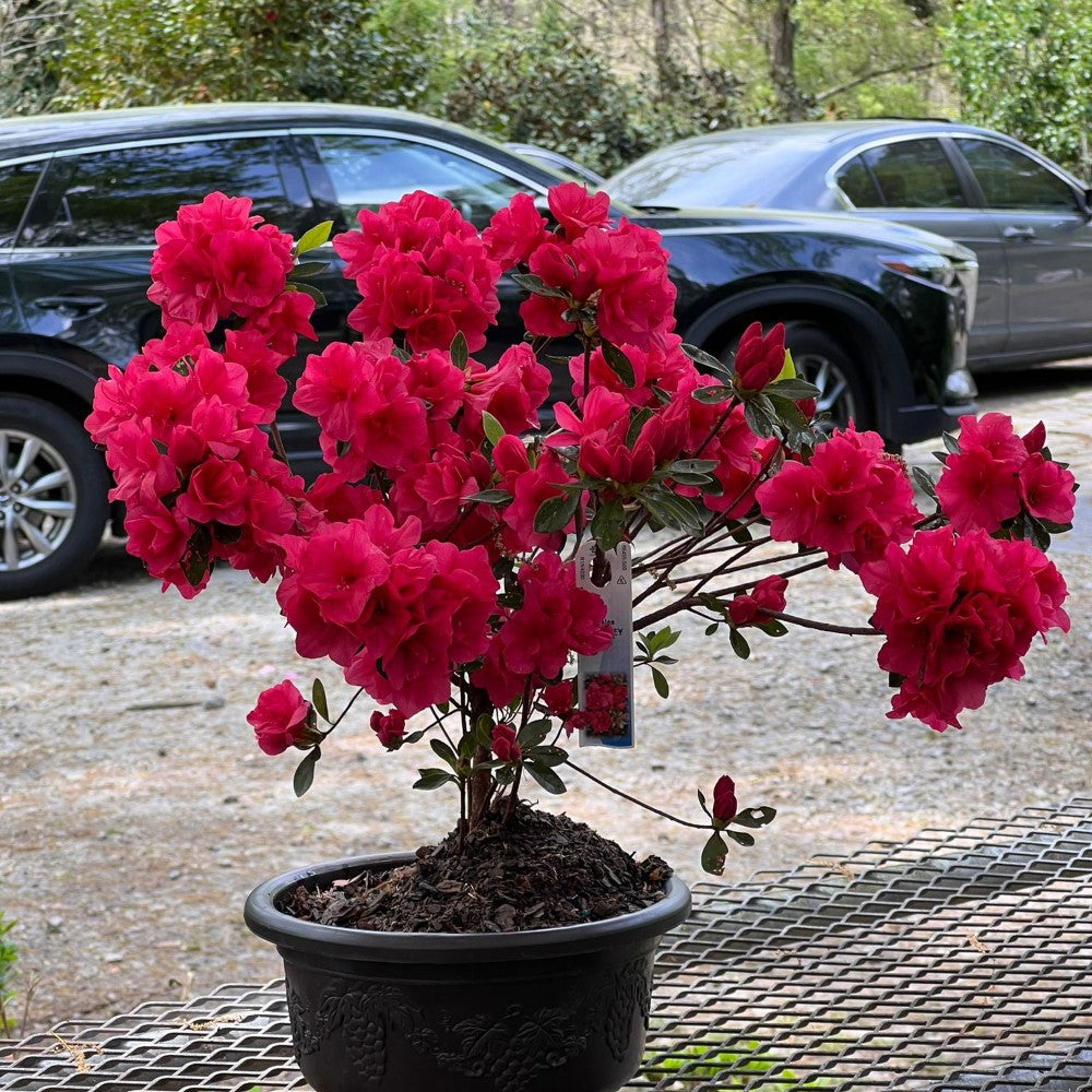 red flower bonsai tree Buy Online Hershey Red Azalea Bonsai (Live Plant) Indoor/Outdoor Plant