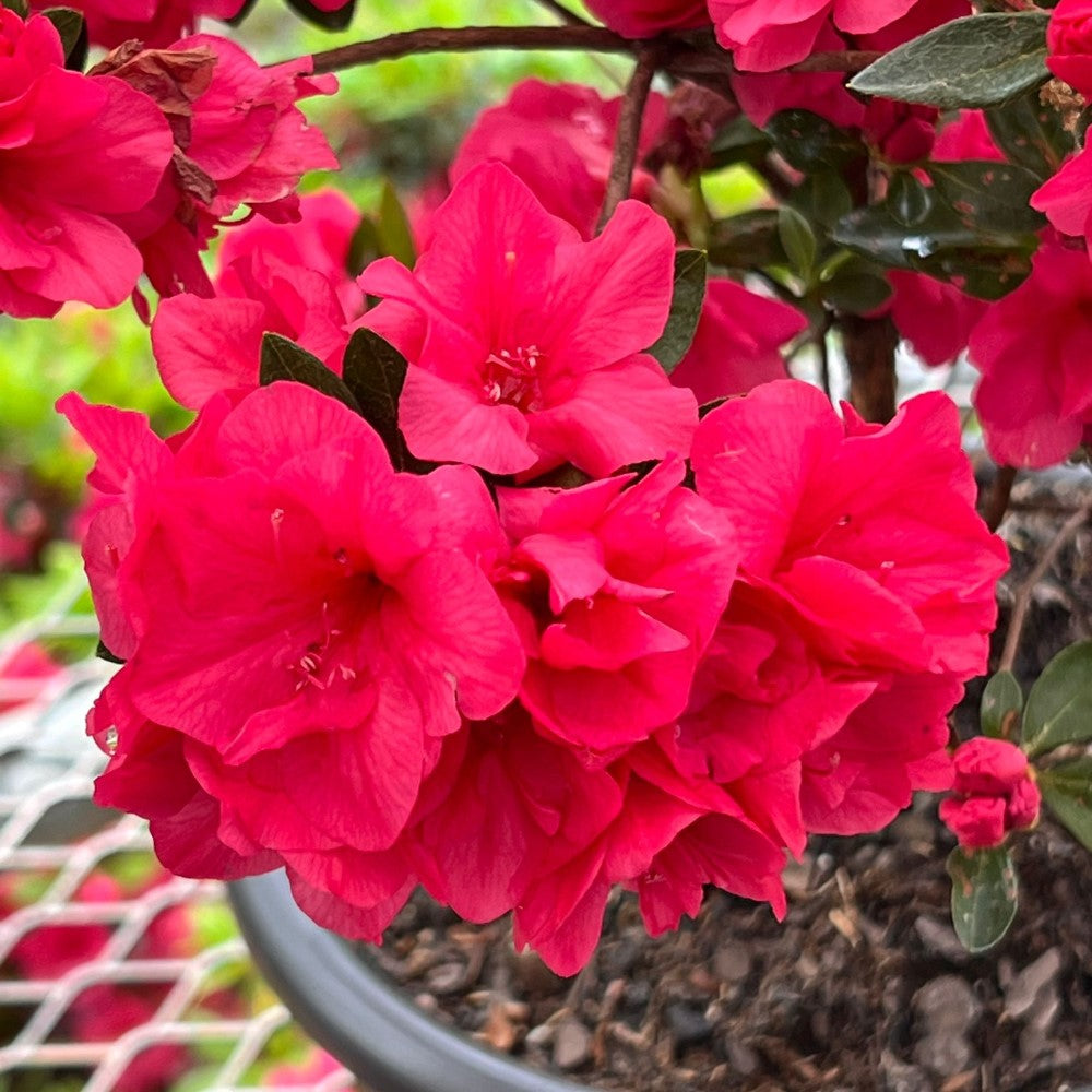 Bonsai Hershey Red Azalea (Live Plant) Indoor/Outdoor Plant