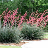 Red Yucca