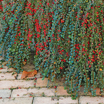 Cotoneaster Repandens