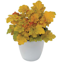 Heuchera 'Amber Lady' Coral Bells