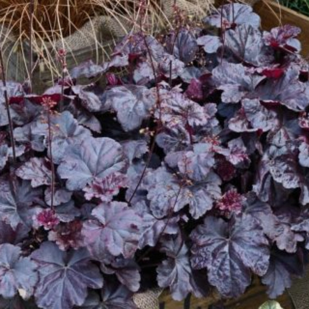 Heuchera ‘Black Taffeta’