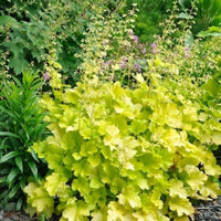 Heuchera 'Twist of Lime' Coral Bells - [EG]