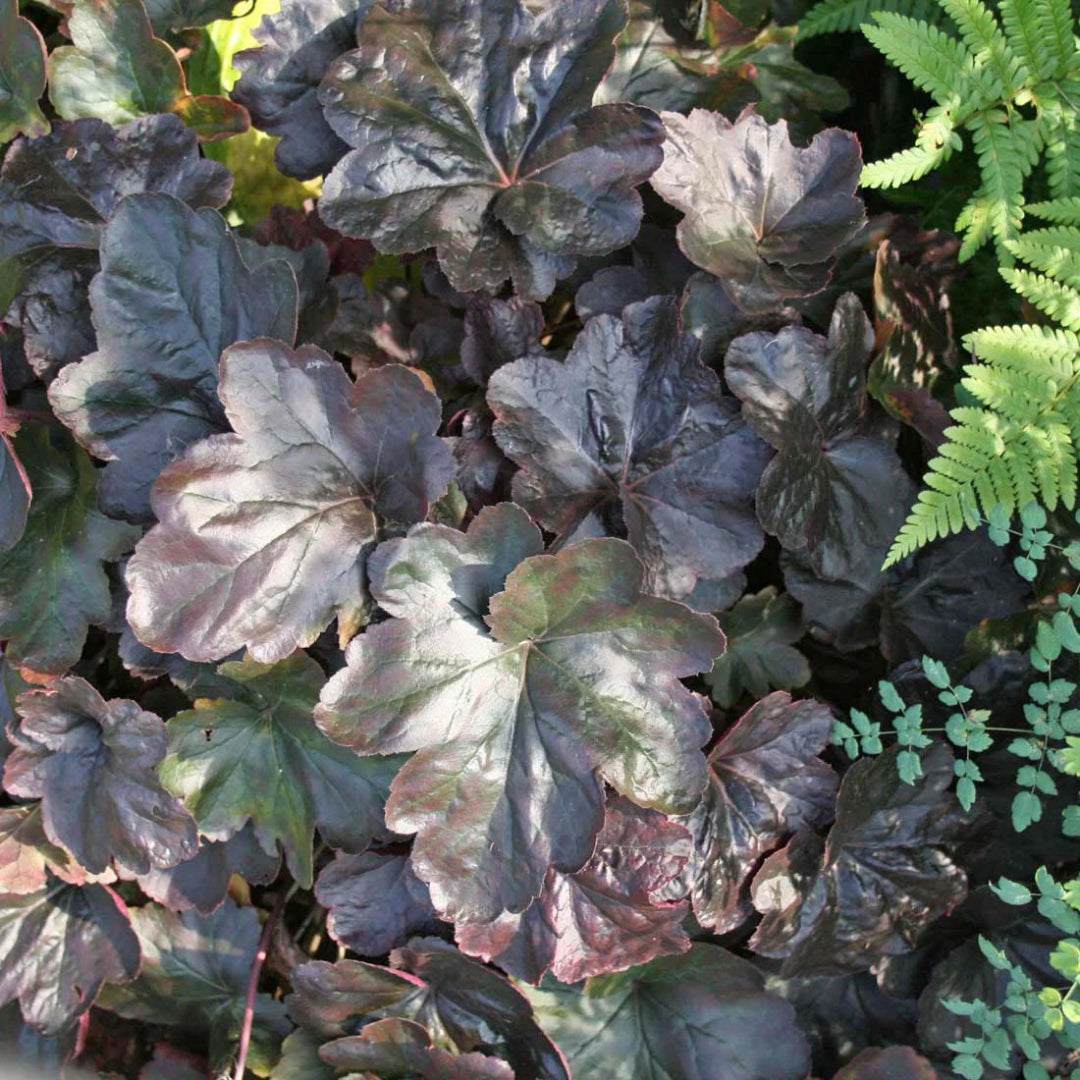 Heuchera &
