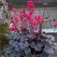 Heuchera 'Timeless Treasure' Coral Bells - [EG]