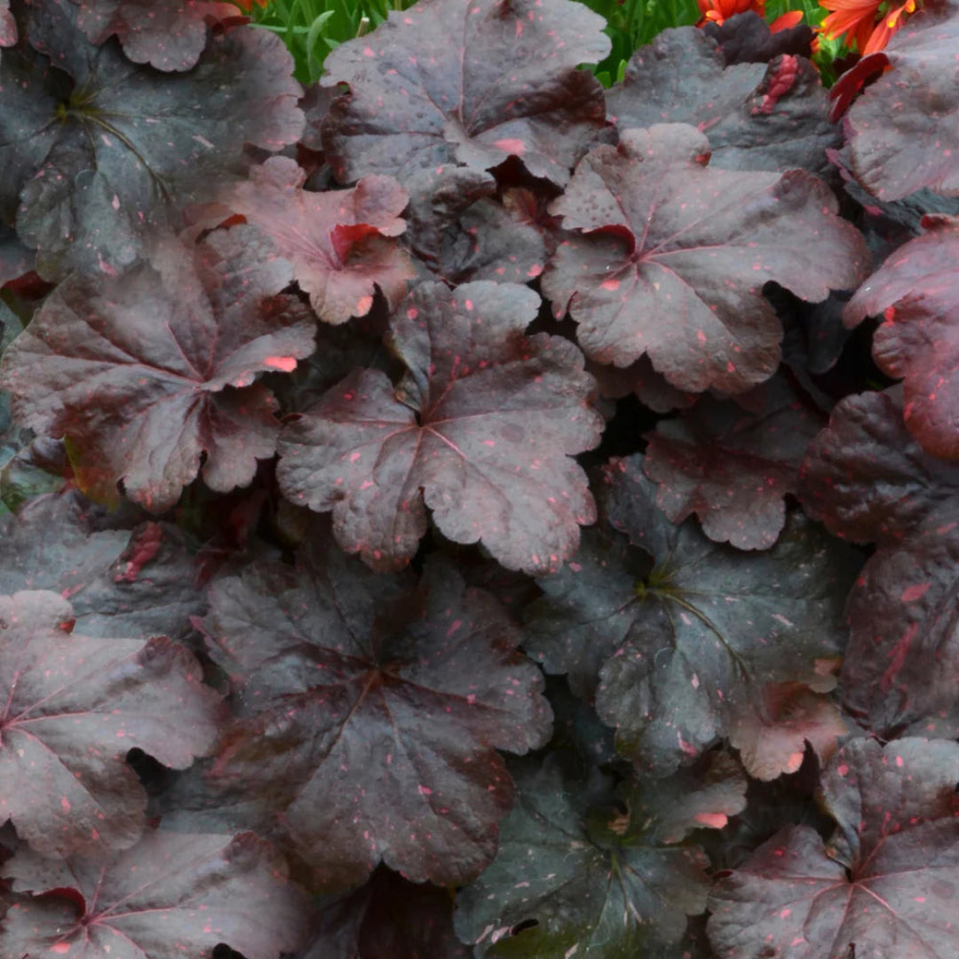 Heuchera ‘Black Taffeta’