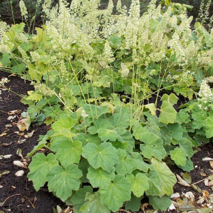 Heuchera X Villosa Pistache