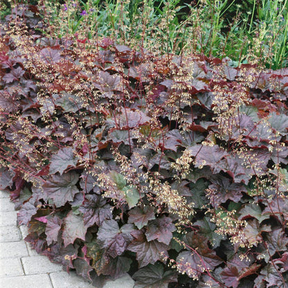 Heuchera micrantha &