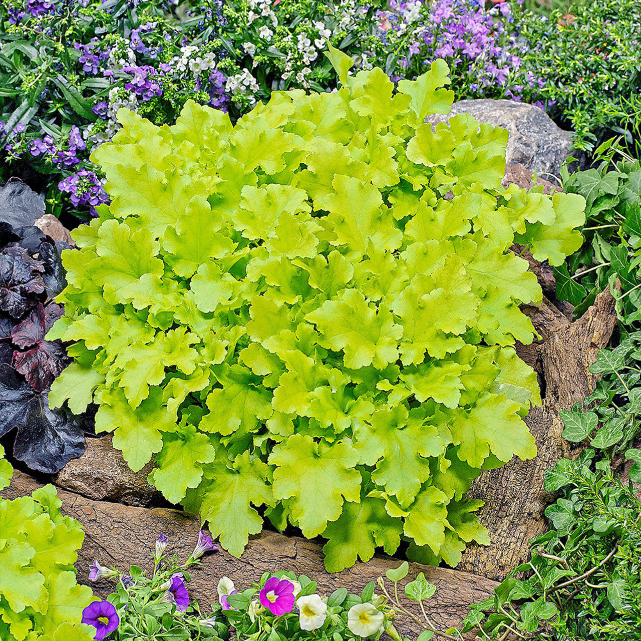 Heuchera &