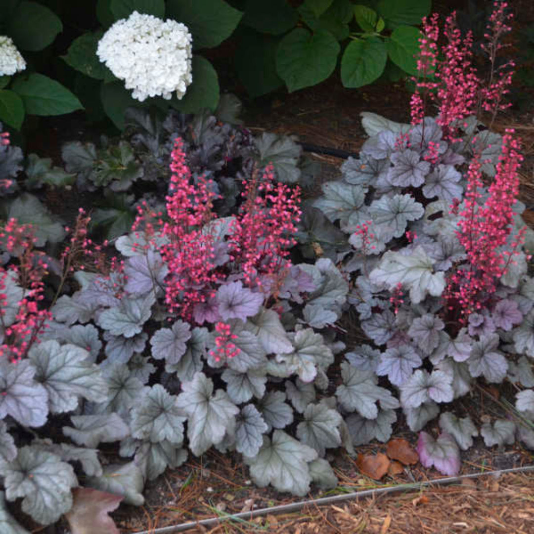 Silver Gumdrop Ppaf Coral Bells Proven Winners
