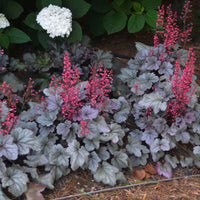 Silver Gumdrop Ppaf Coral Bells Proven Winners