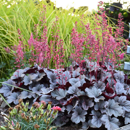 Silver Gumdrop Ppaf Coral Bells Proven Winners