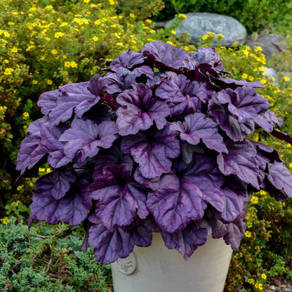 Heuchera Dolce® &