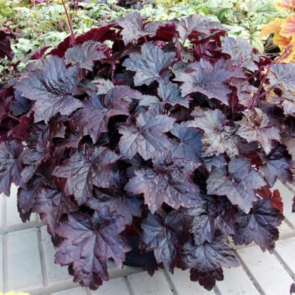 Heuchera Blackout