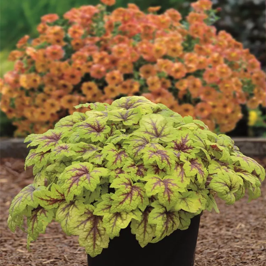 Heucherella Stoplight