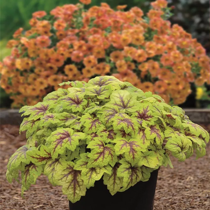 Heucherella Stoplight