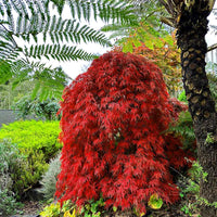 Orangeola Japanese Maple tree planted in landscape with colorful leaves