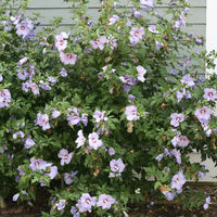 Potted Blue Satin Hibiscus plant featuring vibrant blue flowers and healthy foliage.