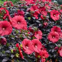 Hibiscus Summerific®'Holy Grail'  -[EG]
