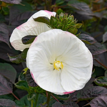 Hibiscus Summerific &
