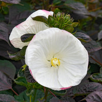 Hibiscus Summerific 'Cookies and Cream' - [EG]