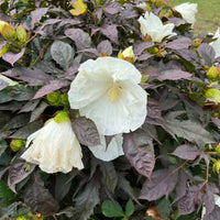 Hibiscus Summerific 'Cookies and Cream' - [EG]