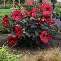 Hibiscus Summerific®'Holy Grail'  -[EG]