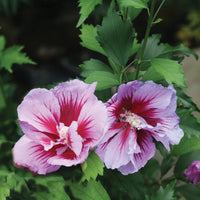Hibiscus syriacus Purple Pillar vertical blooming shrub